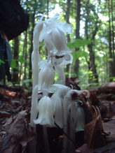 Indian Pipe