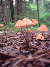  
Marasmius sp.